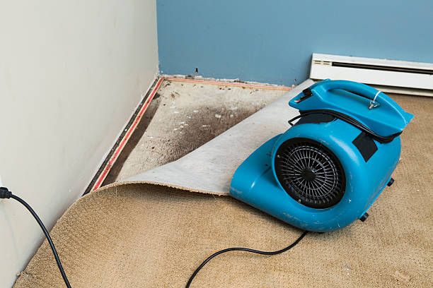 Best Mold removal after water damage  in Fort Loramie, OH